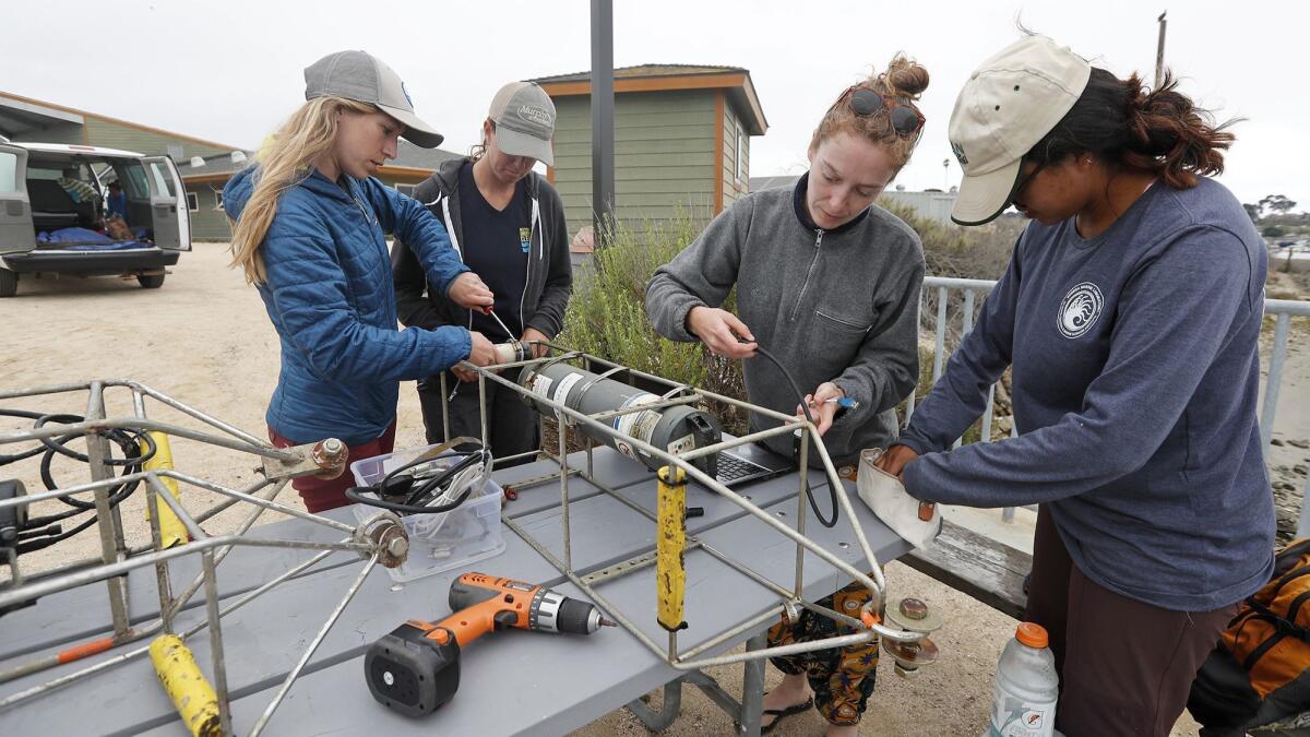 Kristen Elsmore, Katie Nichols, Aurora Ricart and Lena Capece, from left, check on water sensors they retrieved from Upper Newport Bay on Tuesday.