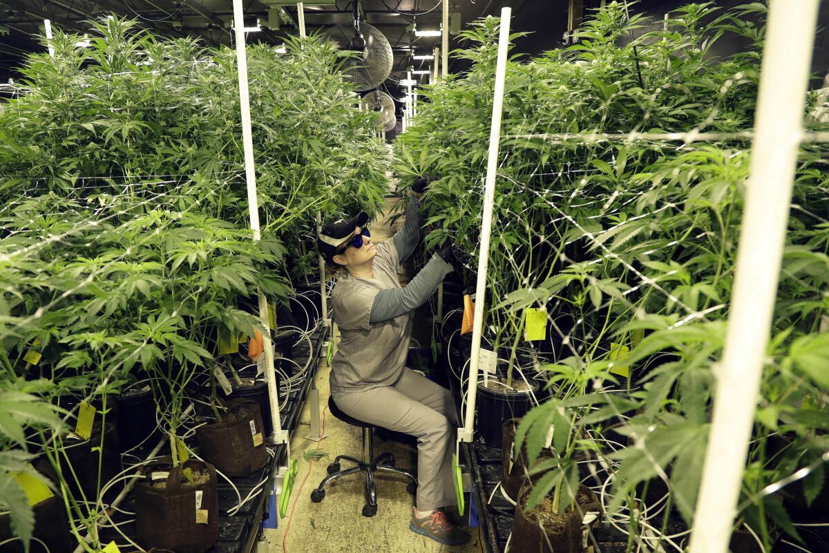 FILE - Heather Randazzo, a grow employee at Compassionate Care Foundation's medical marijuana dispensary, trims leaves off marijuana plants in the company's grow house in Egg Harbor Township, N.J., March 22, 2019. New Jersey regulators gave a green light Monday, April 11, 2022, to seven facilities that already sell medical marijuana to also sell recreational cannabis, although it's not clear exactly when sales would begin. (AP Photo/Julio Cortez, File)