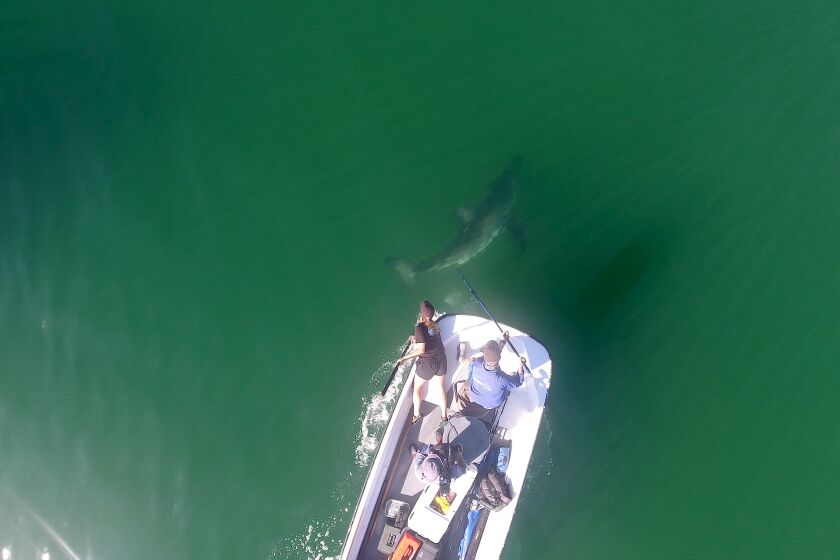 shark is tagged with a transponder
