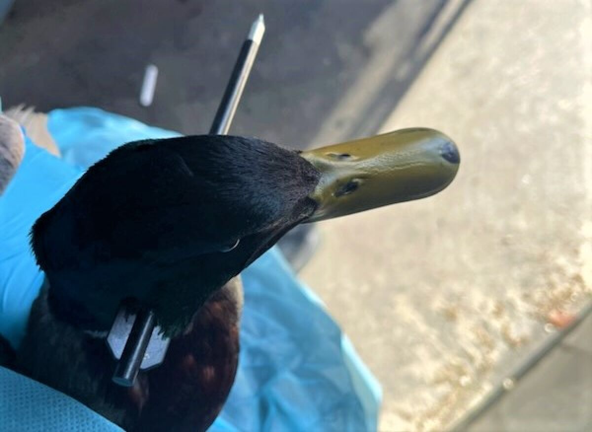 A mallard with an arrow in its neck, seen by Newport Beach police Saturday and caught in Costa Mesa Sunday, is recovering.