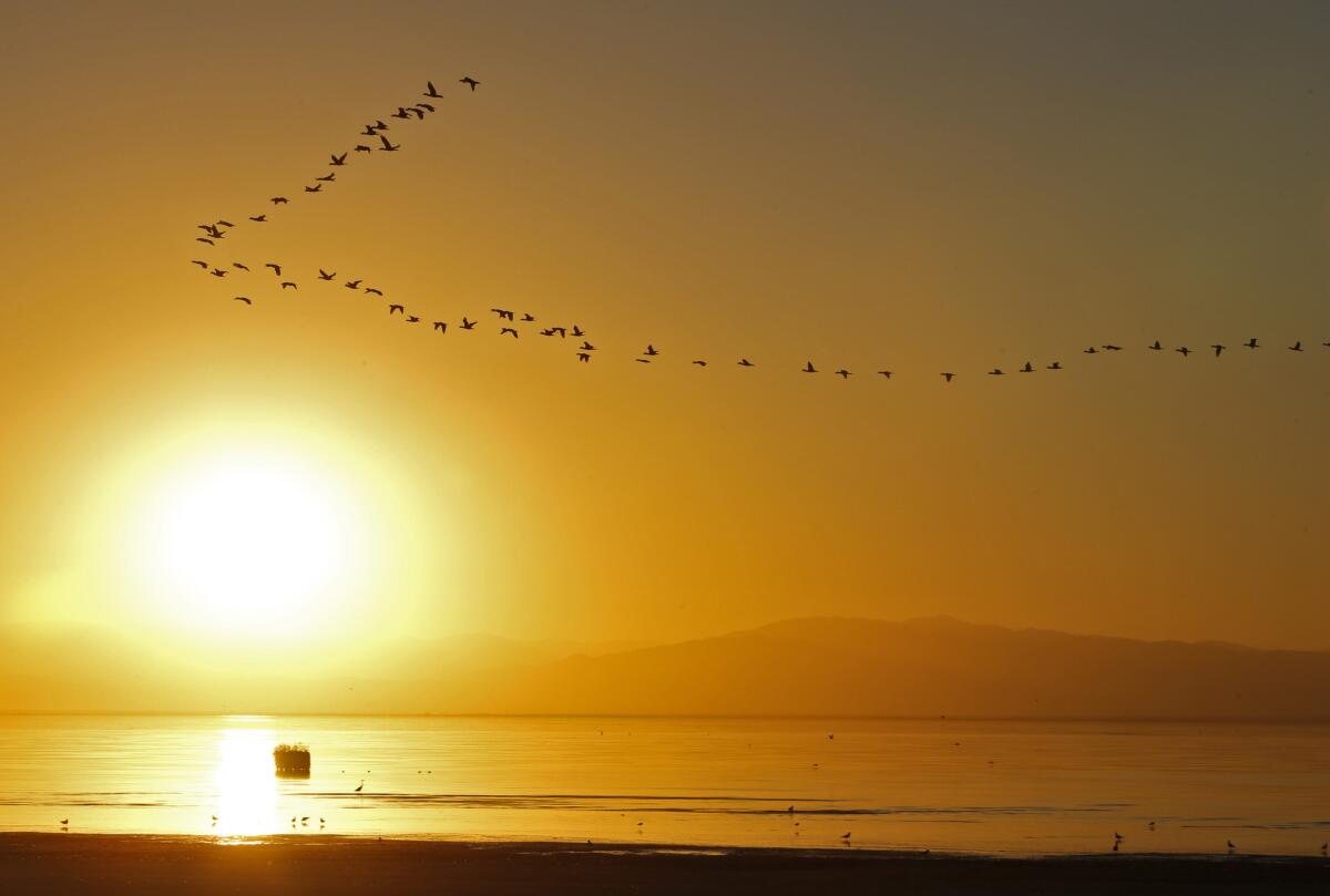 Ducks fly over the Salton Sea.