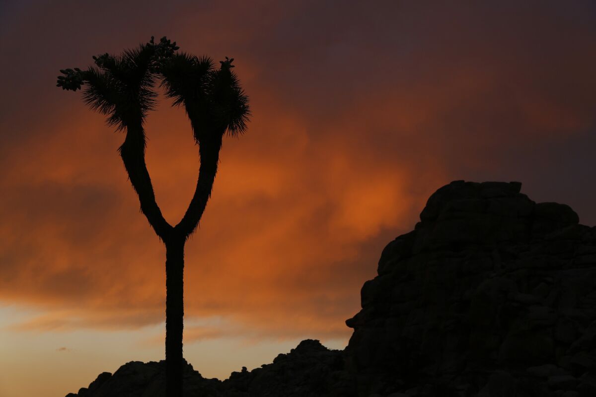 A Joshua tree at sunset. More photos
