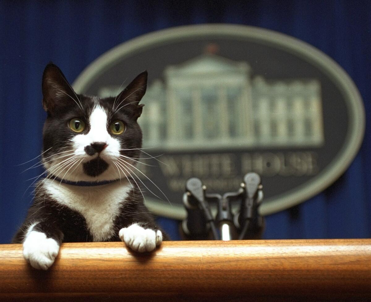 President Clinton's cat, Socks, peers over the lectern in the White House briefing room in 1994.