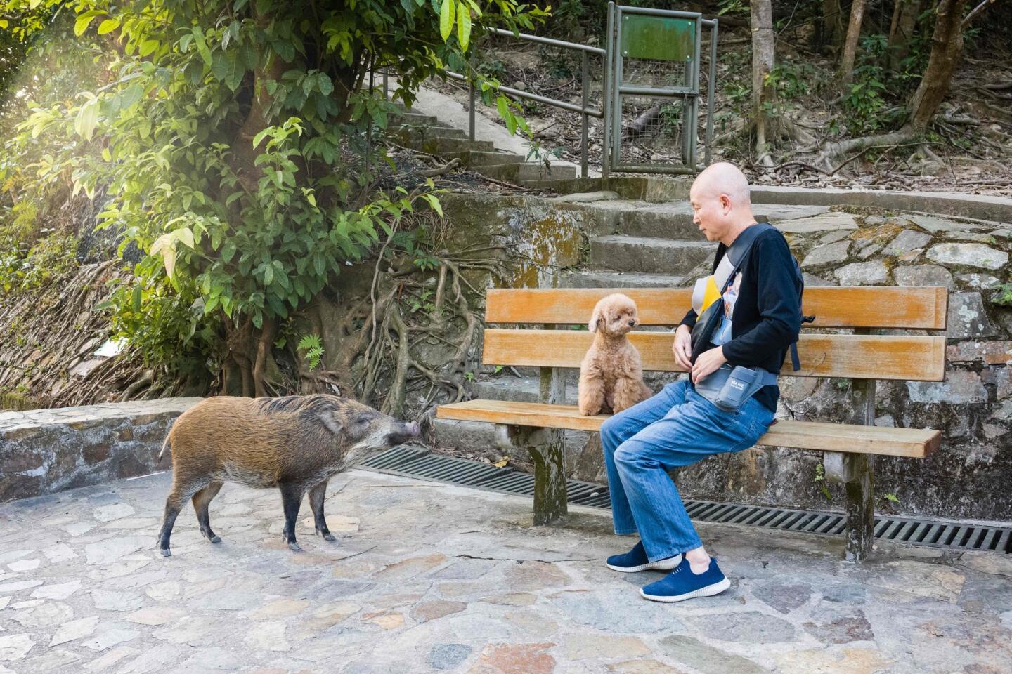 A wild boar walks close to a man sitting with his dog on a bench outside Hong Kong's Aberdeen Park.