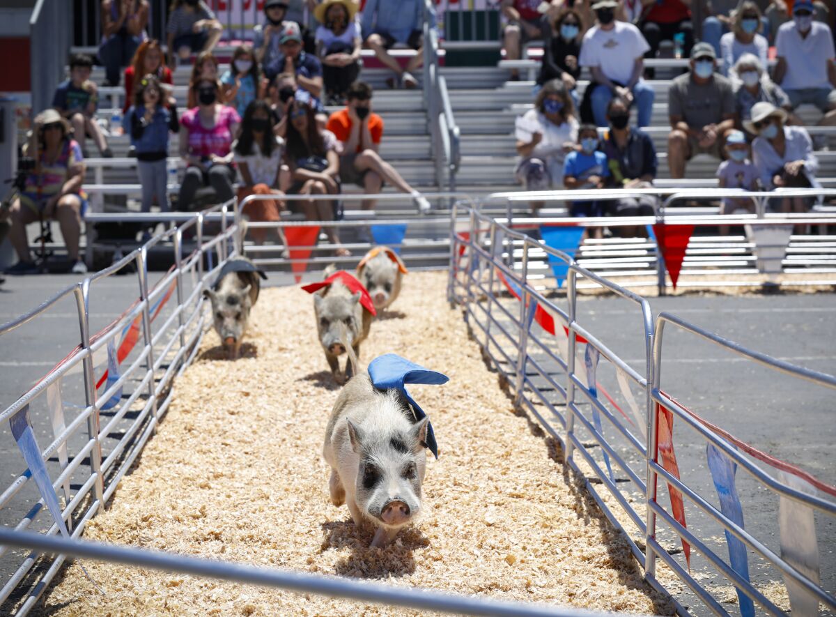 Swifty Swine Racing Pigs are a center stage attraction at this year's HomeGrownFun.