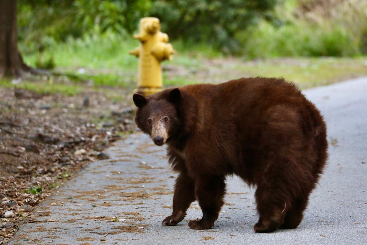 The bear knocked over trash cans in a neighborhood before heading back toward the Angeles National Forest.