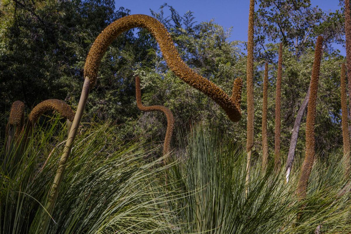 The dried wavy plumes of an Xanthorrhoea plant, also known as the Australian grass tree.