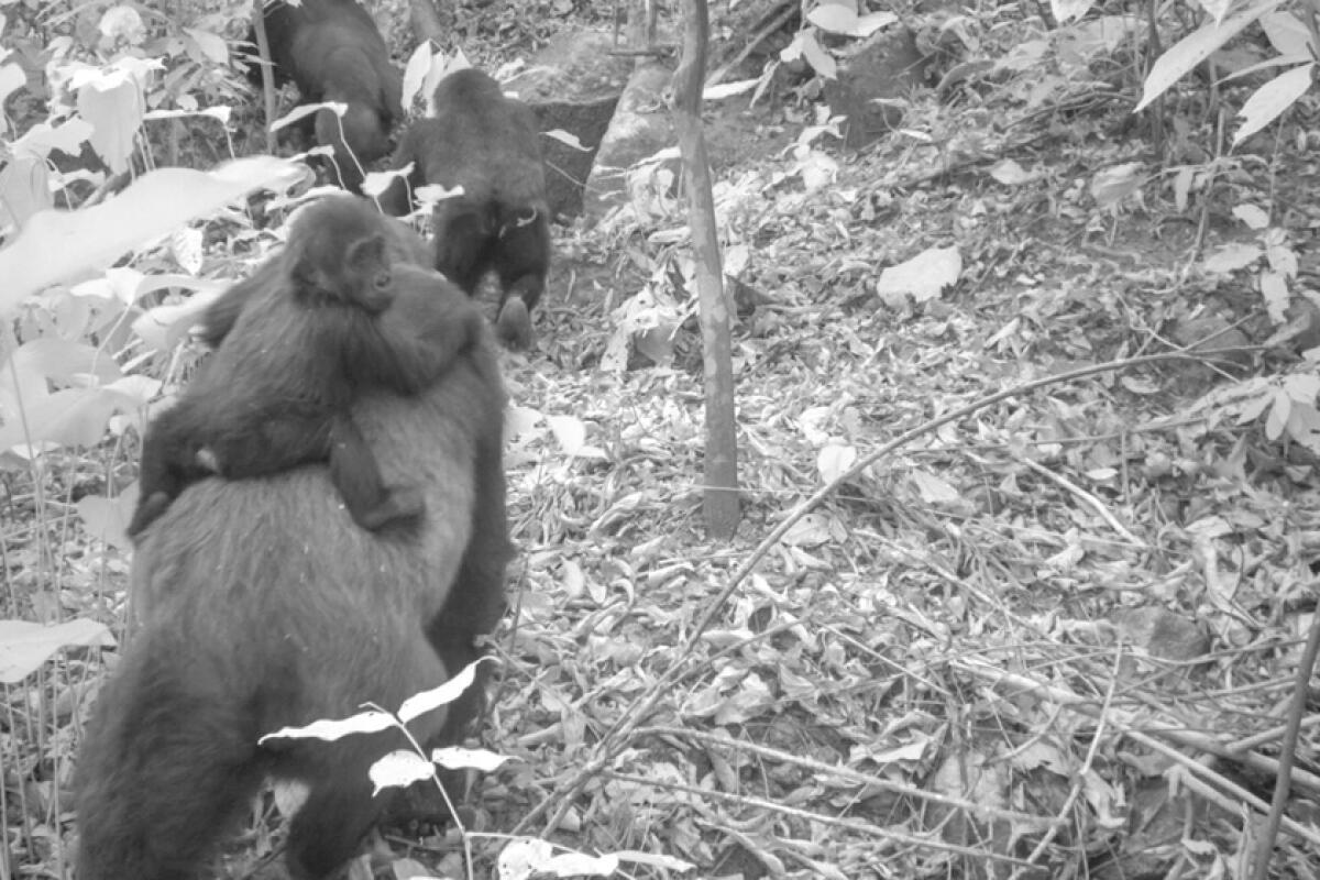 A Jan. 30 image taken by a camera trap shows a female Cross River gorilla carrying an infant in Nigeria's Mbe Mountains.