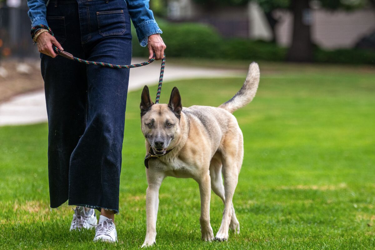 Buddy, a German shepherd mix, walks alongside his owner, visible from waist down, in a park. 