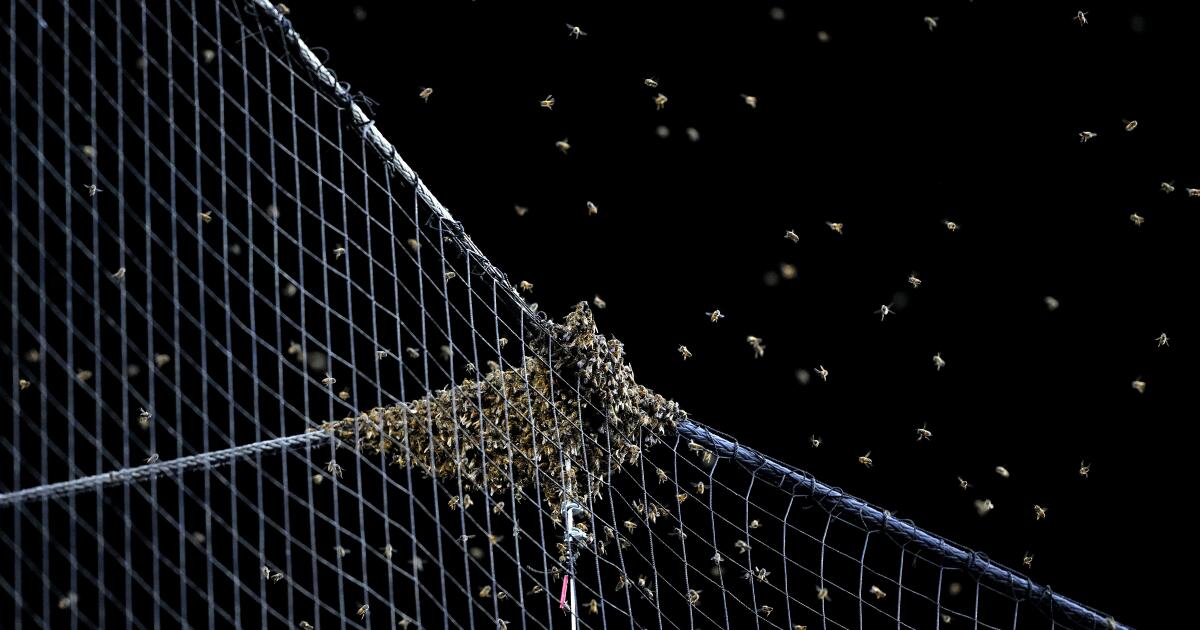 Un essaim d’abeilles retarde le début du match Dodgers-Diamondbacks