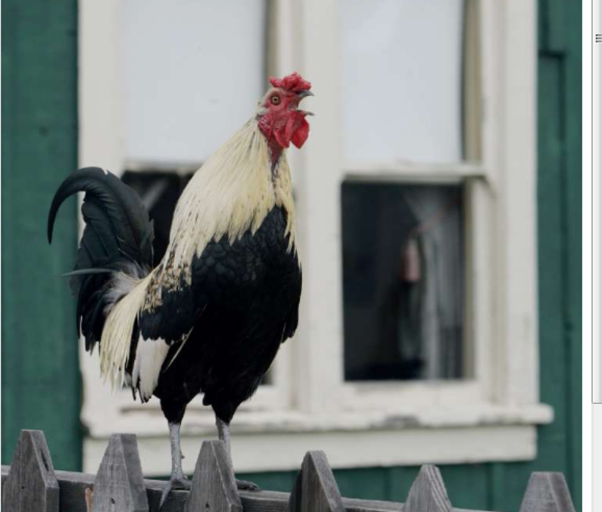 Scientists would like to figure out why roosters crow at dawn.