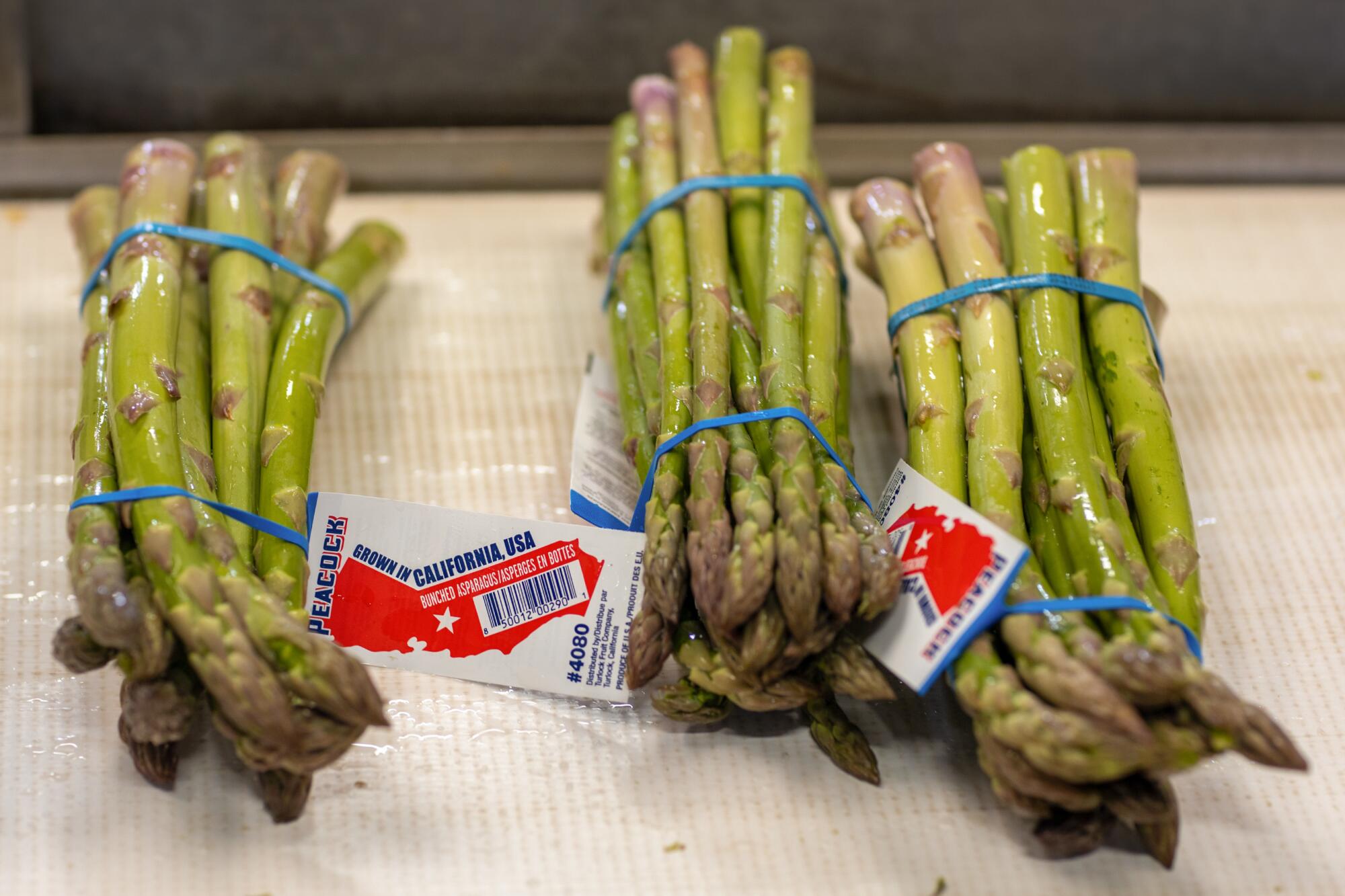Bundles of asparagus on a conveyor belt.