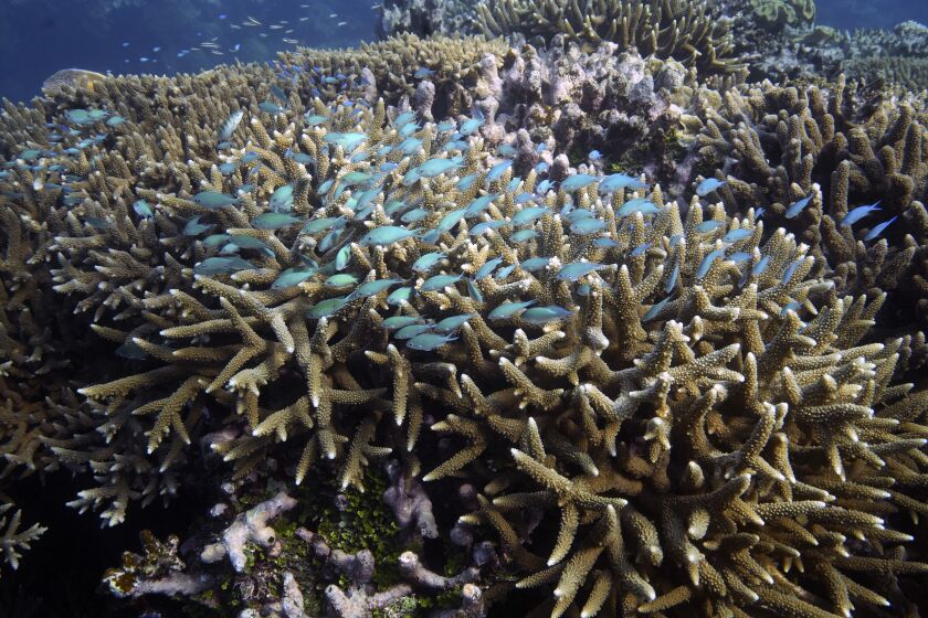 FILE - A school of fish swim above corals on Moore Reef in Gunggandji Sea Country off the coast of Queensland in eastern Australia on Nov. 13, 2022. Australia’s environment minister said on Tuesday, Nov. 29, 2022 her government will lobby against UNESCO adding the Great Barrier Reef to a list of endangered World Heritage sites. (AP Photo/Sam McNeil, File)
