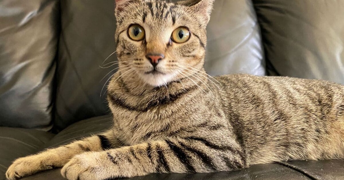 Pet Adoption Fostering Resources During Coronavirus Crisis Los