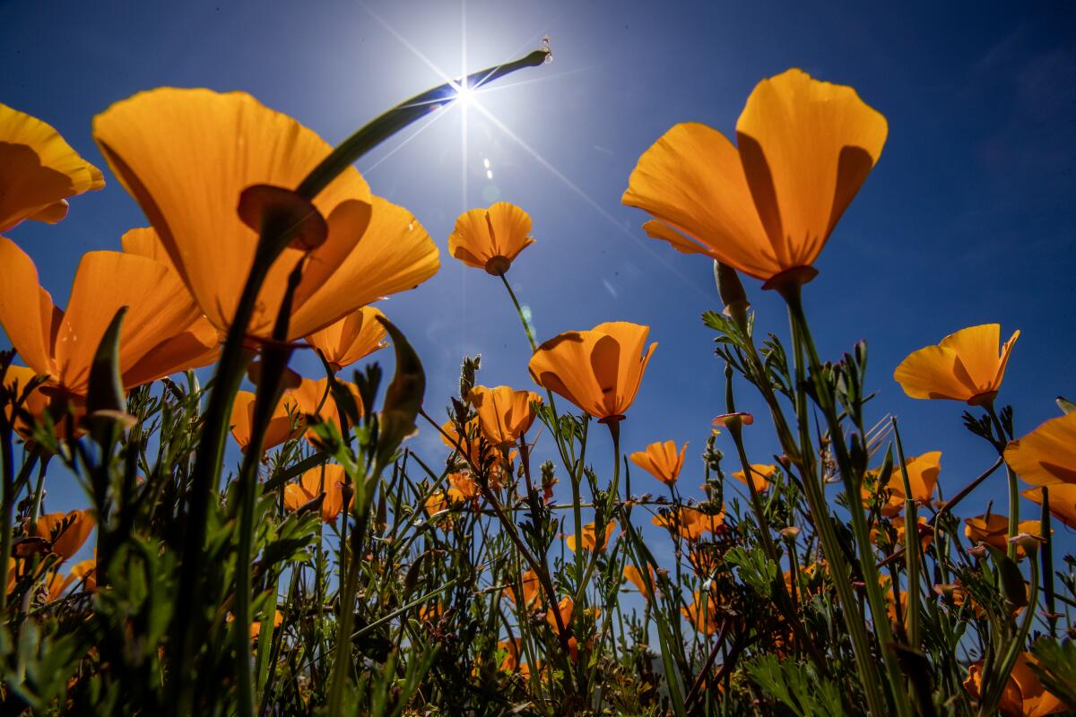 An ant's eye view of California poppies.