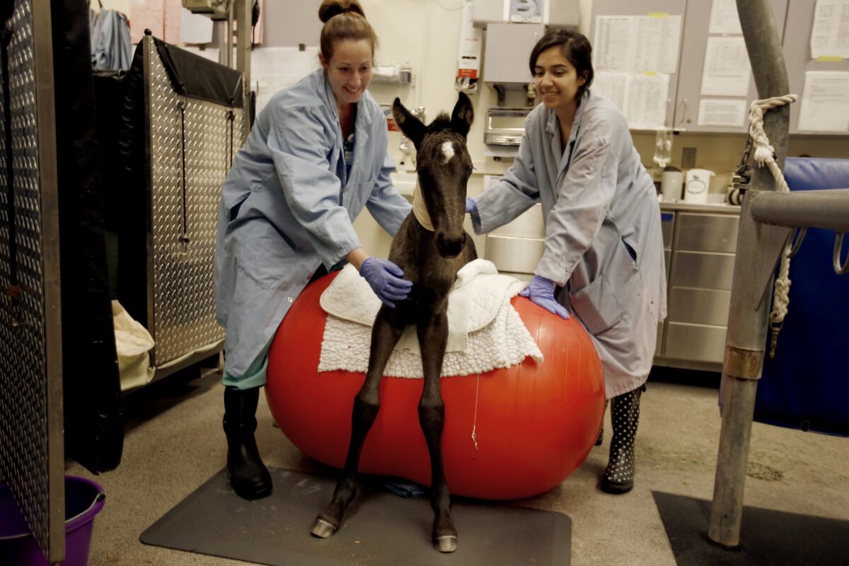 Sarah Chessher, 34, left, and LuzMaria Soto, 19, work with a Danika, a foal born four weeks prematurely.
