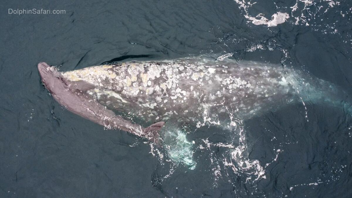 A gray whale swims with a newborn calf.