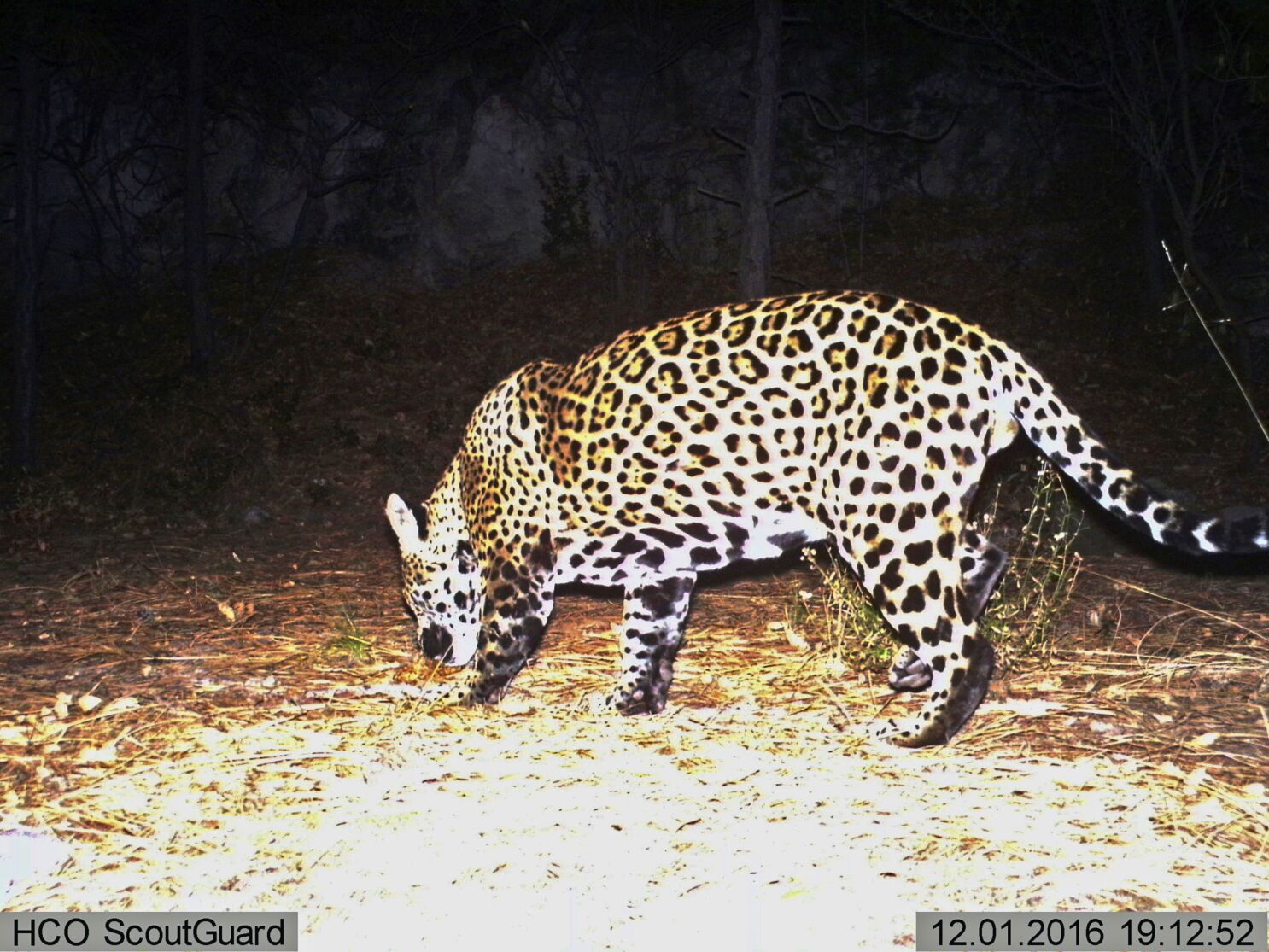 Environmentalists want jaguars reintroduced to . Southwest - Los Angeles  Times