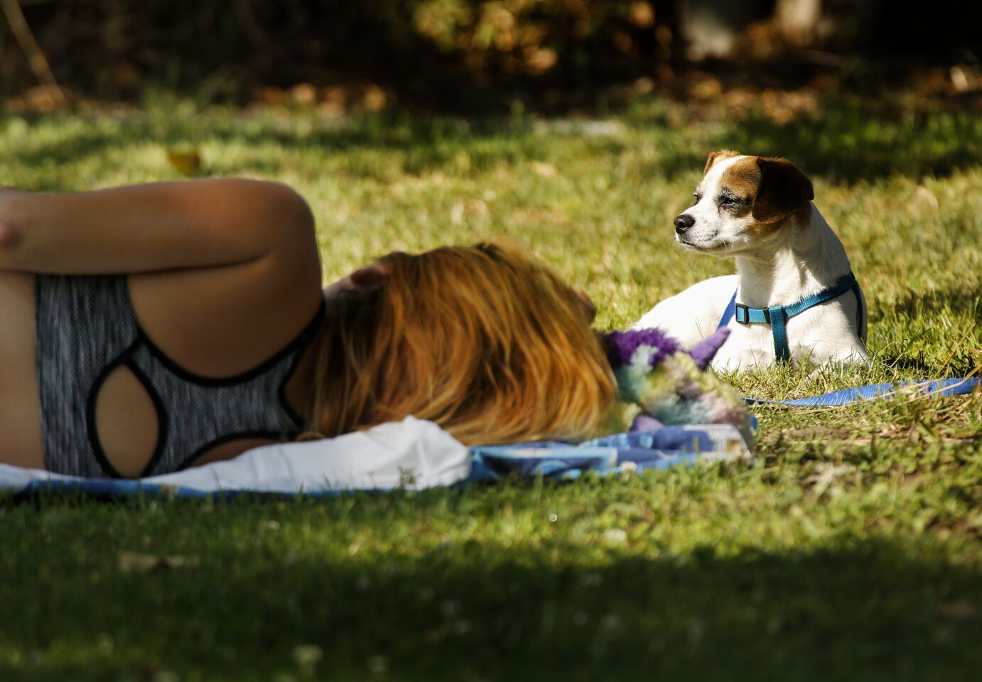 Lincoln watches over pet owner Michelle Virney while she takes a nap to cool off in Vincent Lugo Park in San Gabriel.
