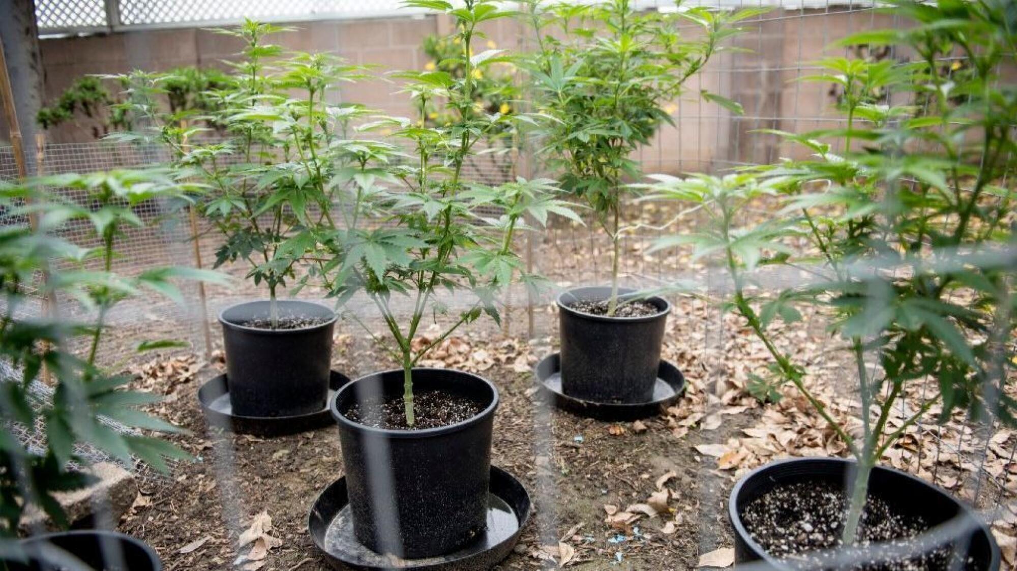 Five cannabis plants grow in the backyard of a Southern California resident.