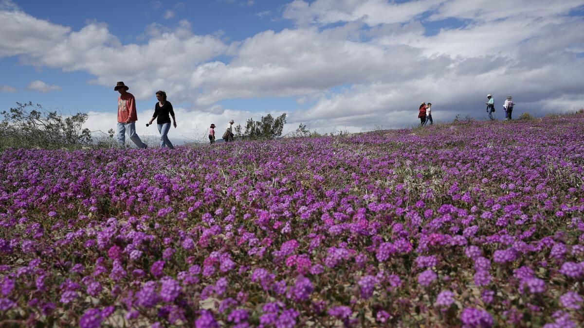People walk among wildflowers in bloom near Borrego Springs on March 6, 2019. Heavy winter rains produced more vegetation, which butterflies need to thrive.