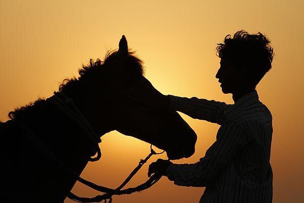 A farmer massages his horse as dawn breaks on the outskirts of Allahabad, in northern India.