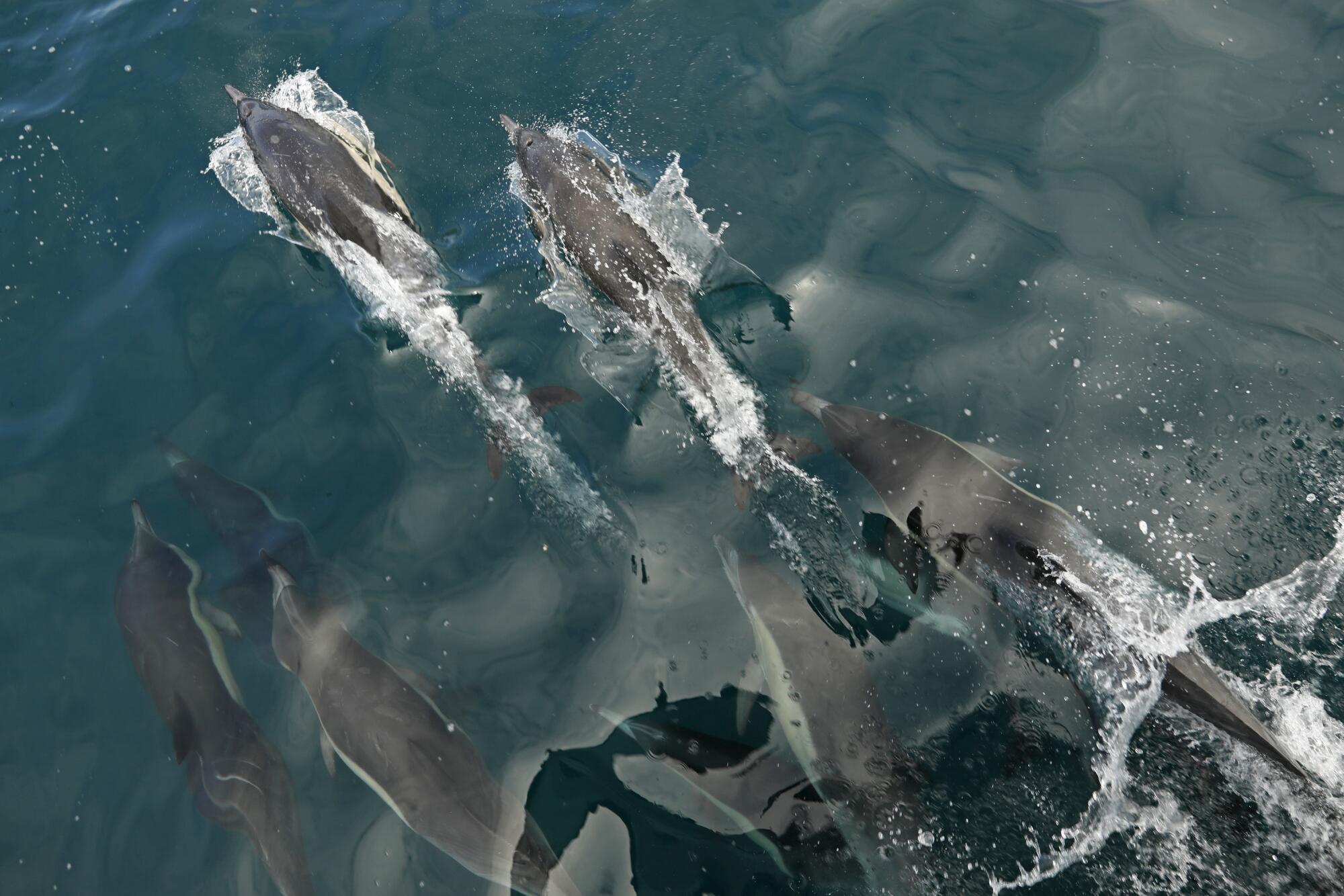 An aerial view of a pod of dolphins swimming.