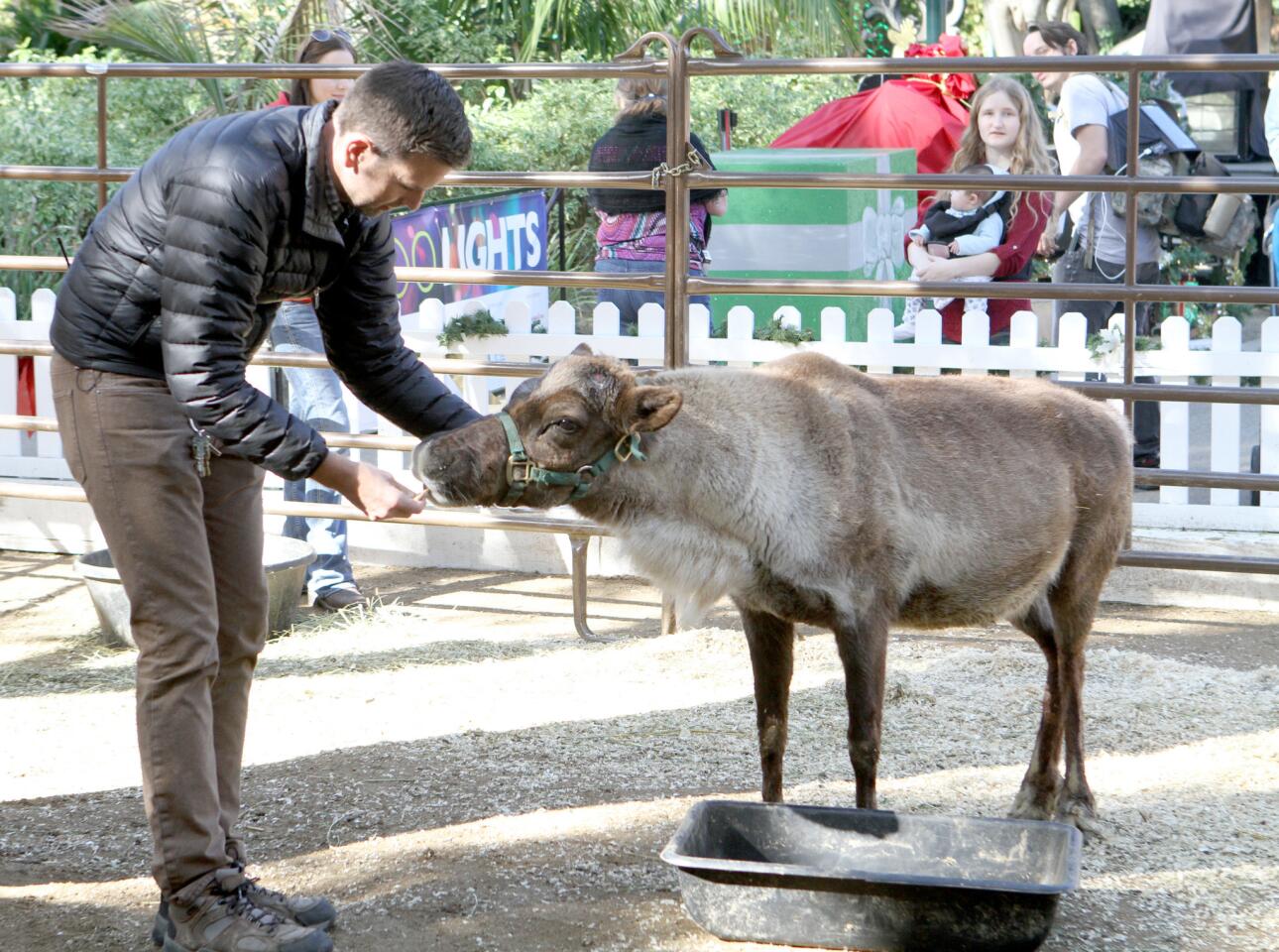 Photo Gallery: L.A. Zoo's Reindeer Romp