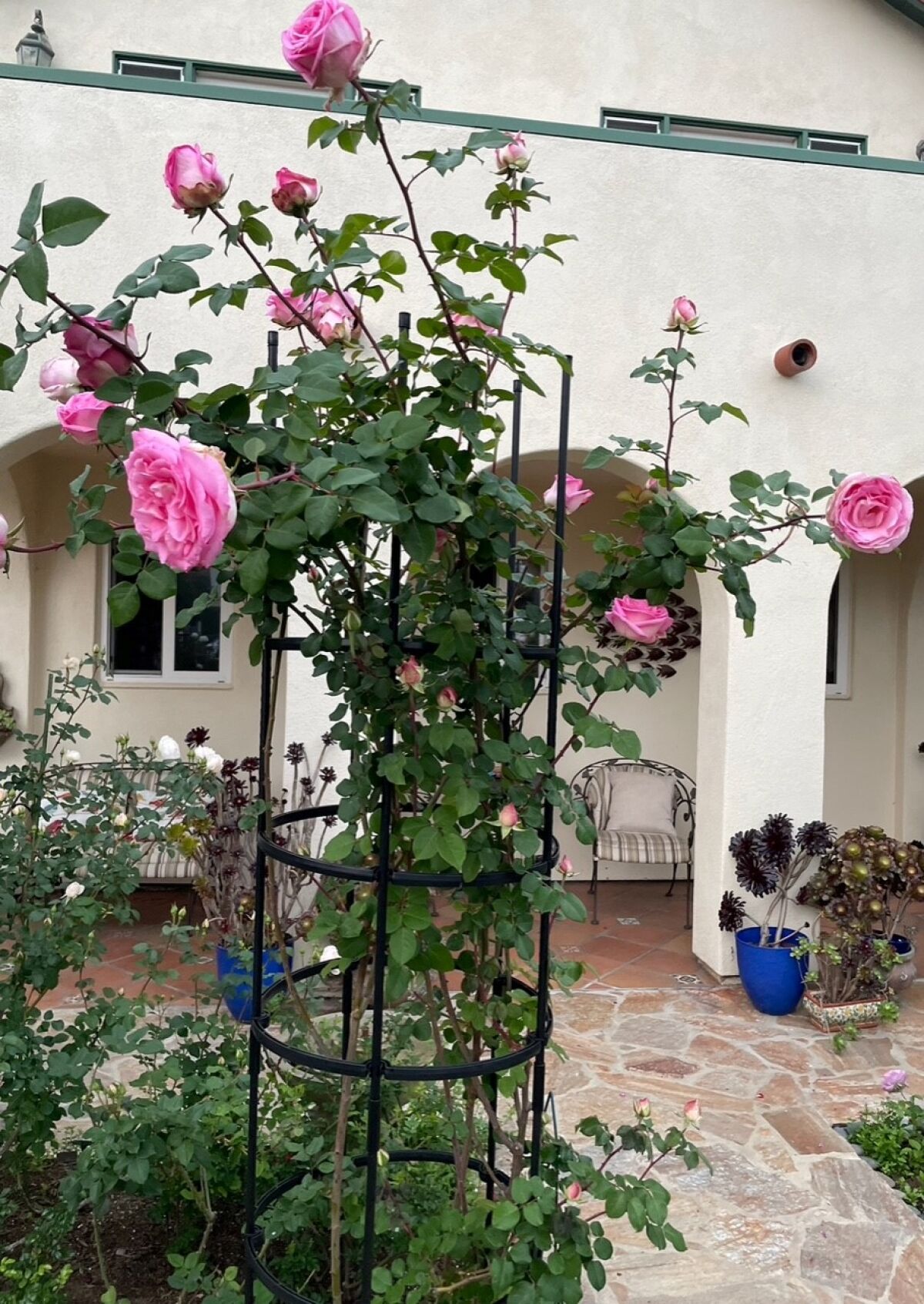 'Beverly' rose grafted onto Fortuniana rootstock has 6-foot canes reined into a pillar structure.