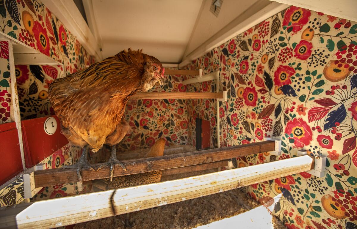 Kate Richards lined her chicken coop with vinyl botanical blockprint wallpaper by Sarah Treu for Spoonflower.