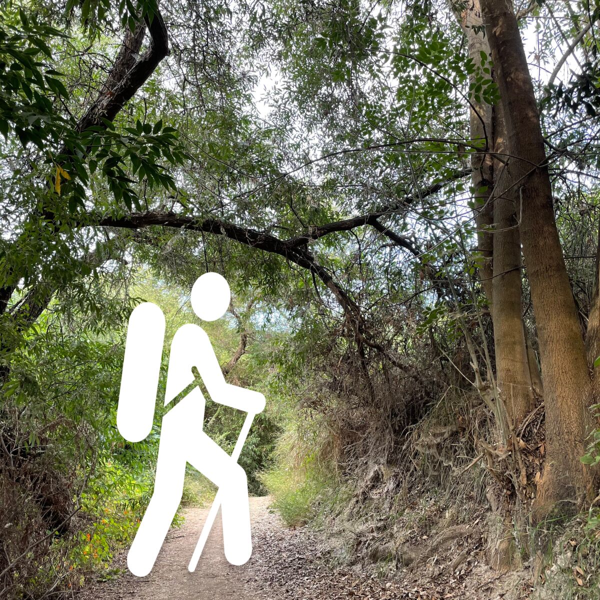 A trail in the woods overlaid with a pictogram of a hiker