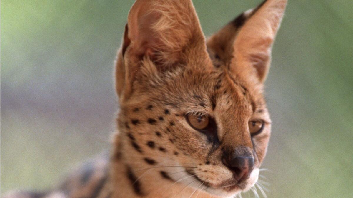 A serval at Shambala animal preserve in Acton. A serval was seized in a raid Wednesday at hip hop producer Mally Mall's home.