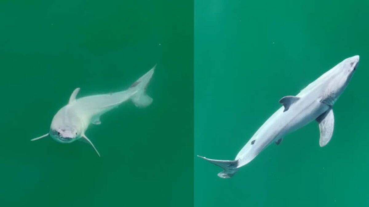 Two images of a white shark