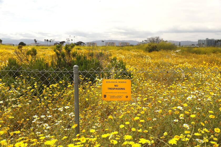 MARINA DEL REY-CA-MAY 30, 2023: Ballona Wetlands, is photographed on May 30, 2023, as a court rules in favor of environmentalists who challenged an environmental impact report on the California Department of Fish and Wildlife's plan to restore habitat and increase public access there. (Christina House / Los Angeles Times)