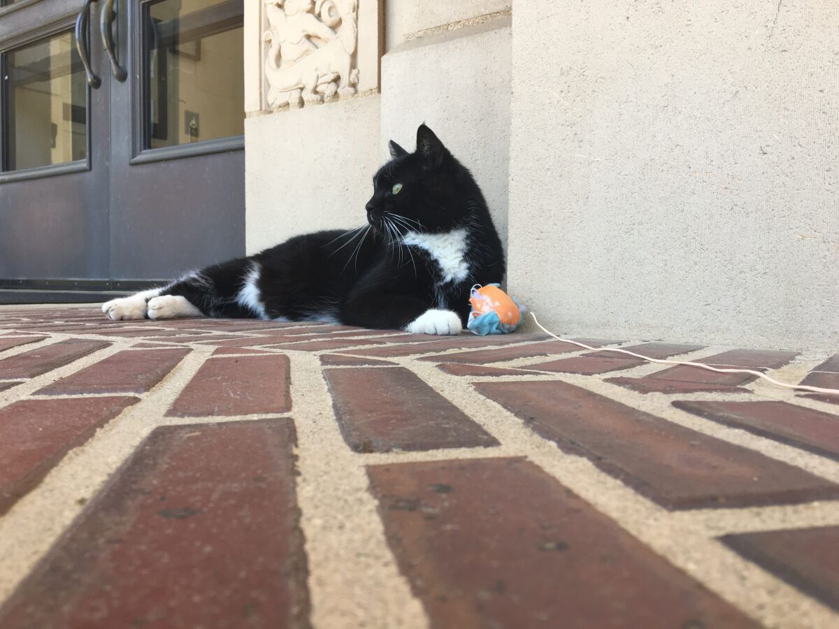 A black and white tuxedo cat lays near a wall and a door, on red-brick floor, with a small orange cat toy by his paws.