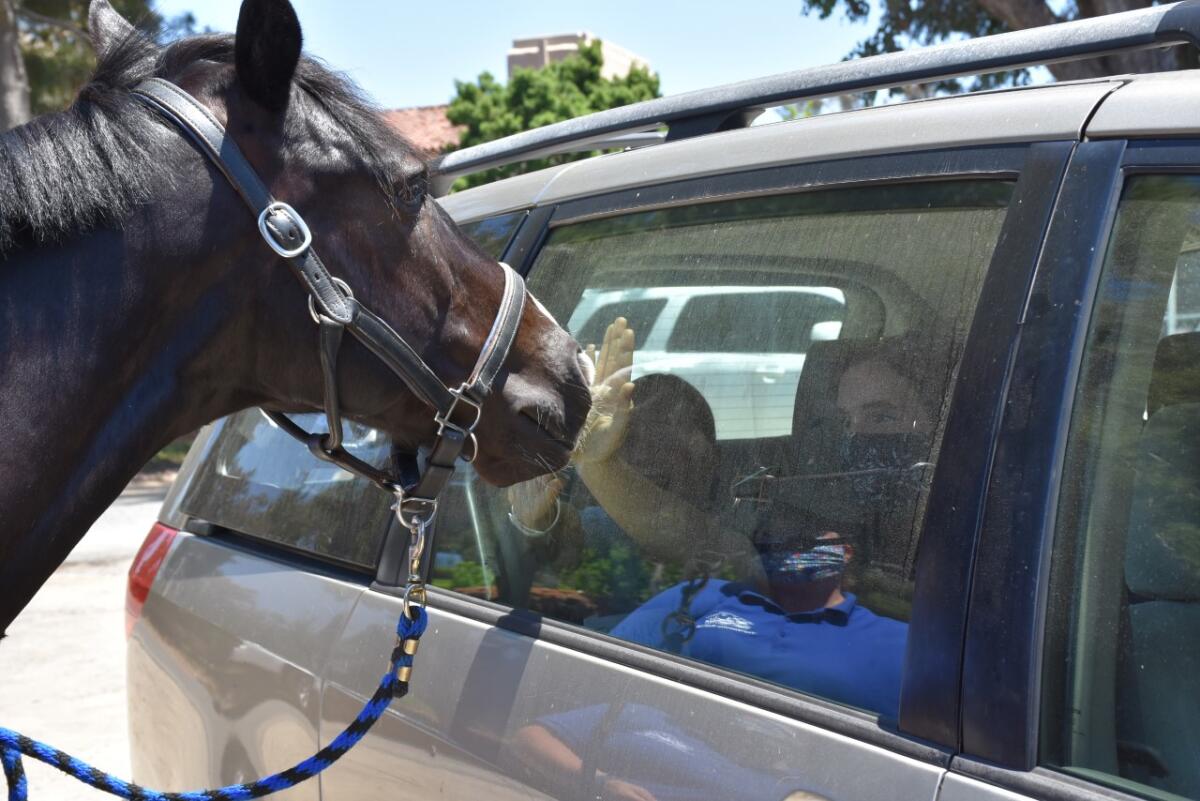 Mister Ed? No, just an inquisitive horse visiting with drive-by passengers at a Helen Woodward critter drive-in event.