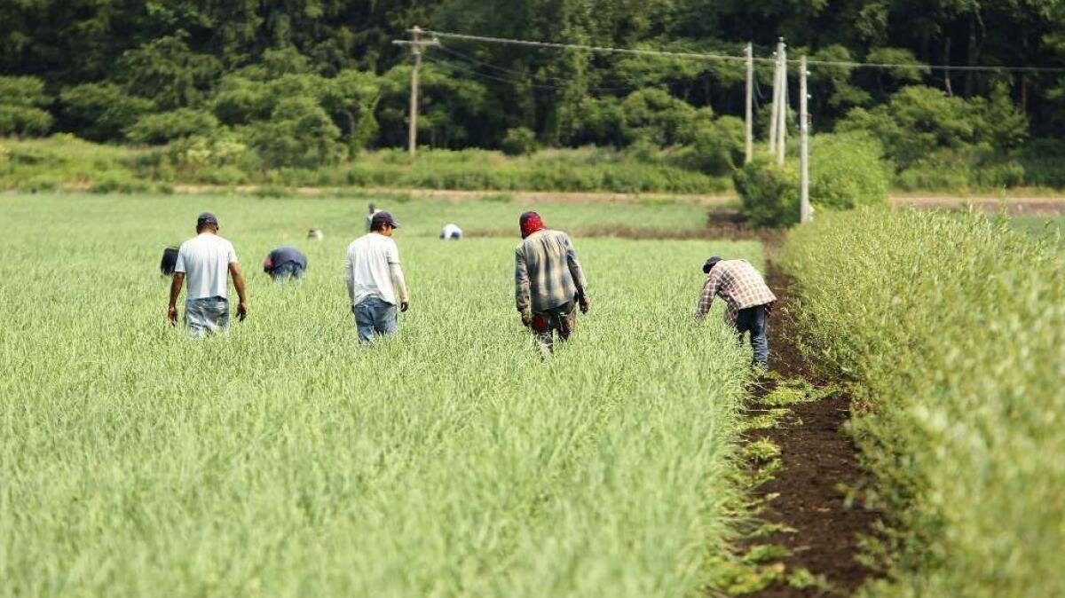 Laborers hand-weed an onion field in Elba, N.Y., in 2012.