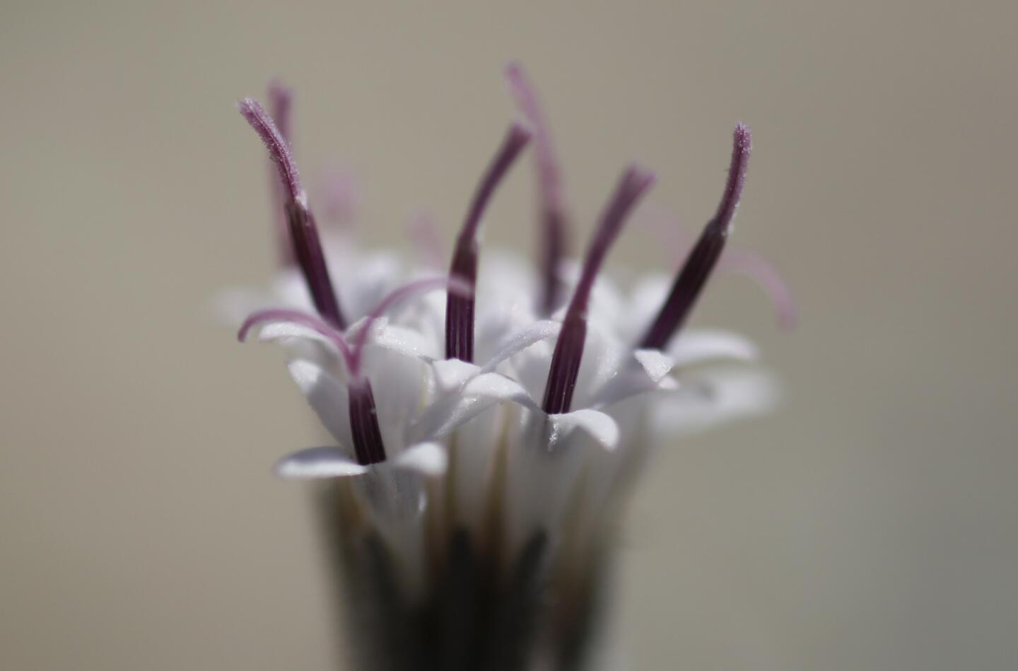 Anza-Borrego Desert State Park