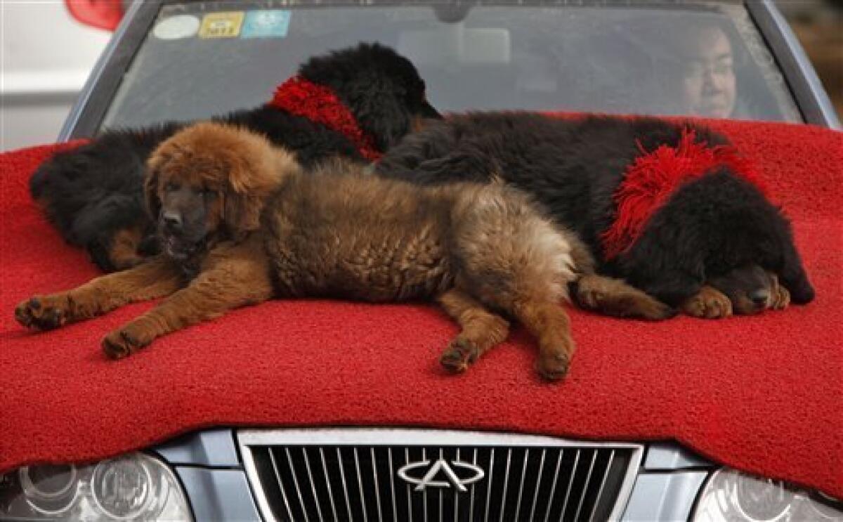 Tibetan mastiff puppies are seen on a bonnet of a car for sale outside a convention center at Changping, northern suburb of Beijing, China, Sunday, March 21, 2010. (AP Photo/ Gemunu Amarasinghe)