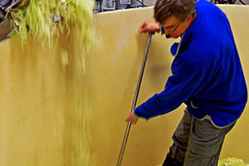 Carl Kruegermann rakes cabbage in the shredder bin.