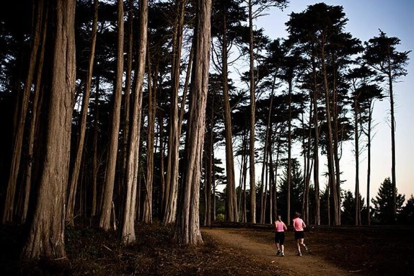 Early-morning joggers pass through a grove near the Presidio Golf Course in San Francisco. If more trees were planted in just the right places, carbon in the atmosphere could fall to levels not seen in nearly a century.