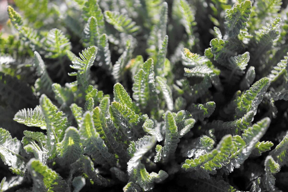 Yarrow isn't grass but can be used as a lawn alternative. You can mow it or leave it long to flower.