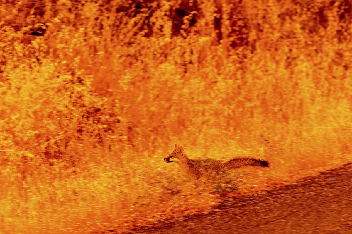 An animal runs through grass while fleeing flames from the Park fire.