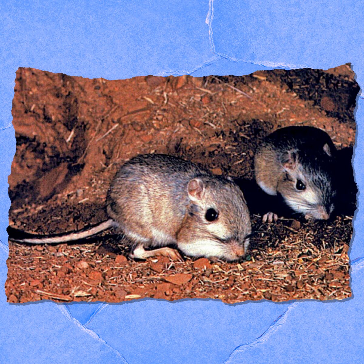 Two small vermin with chubby cheeks and long skinny tails.