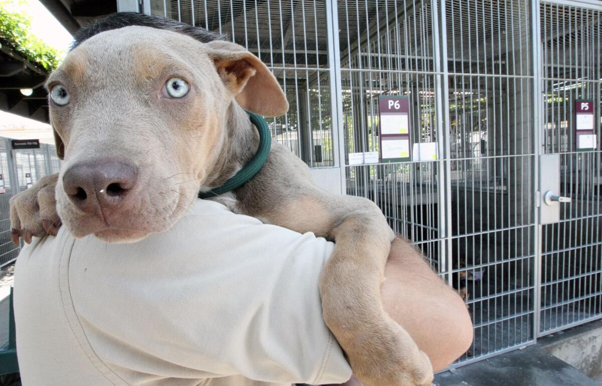 The Pasadena Humane Society & SPCA recently completed a $20-million capital campaign called the Campaign to Save Lives, which funded the animal shelter’s Animal Care Center, a 35,000-square-foot addition to the society and SPCA that opened last year.