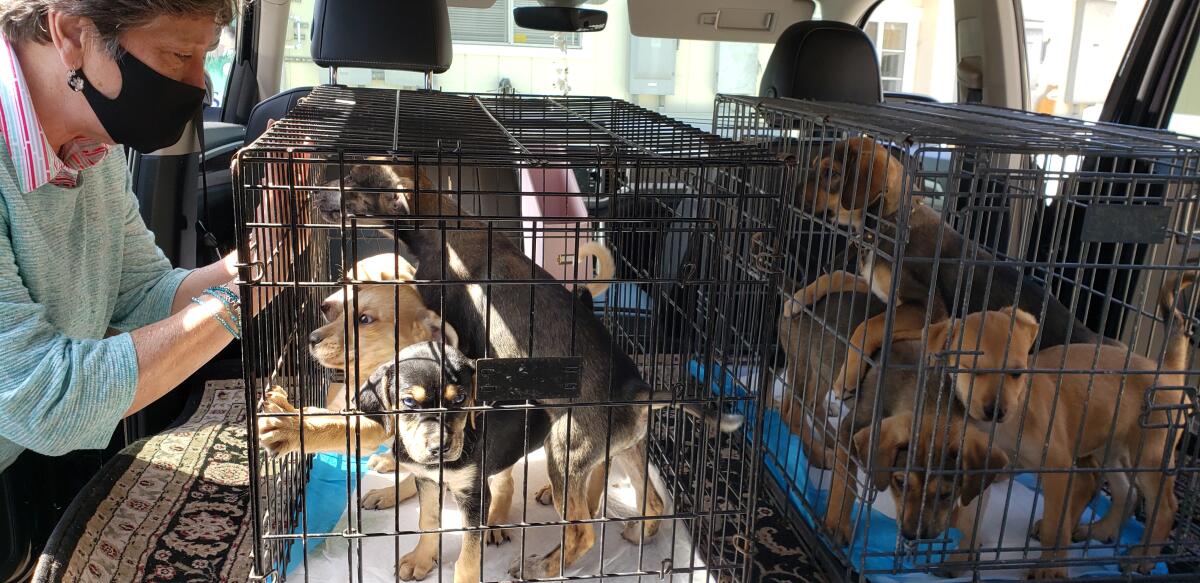 Nineteen puppies and adult dogs from Mexico recently arrived at the Rancho Coastal Humane Society.
