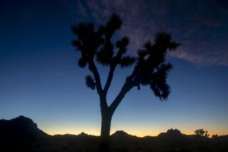 JOSHUA TREE, CA - NOVEMBER 17, 2020: A Joshua Tree at Joshua Tree National Park in California. (Calvin B. Alagot / Los Angeles Times)