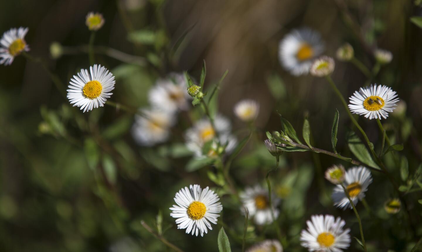 Native garden tour