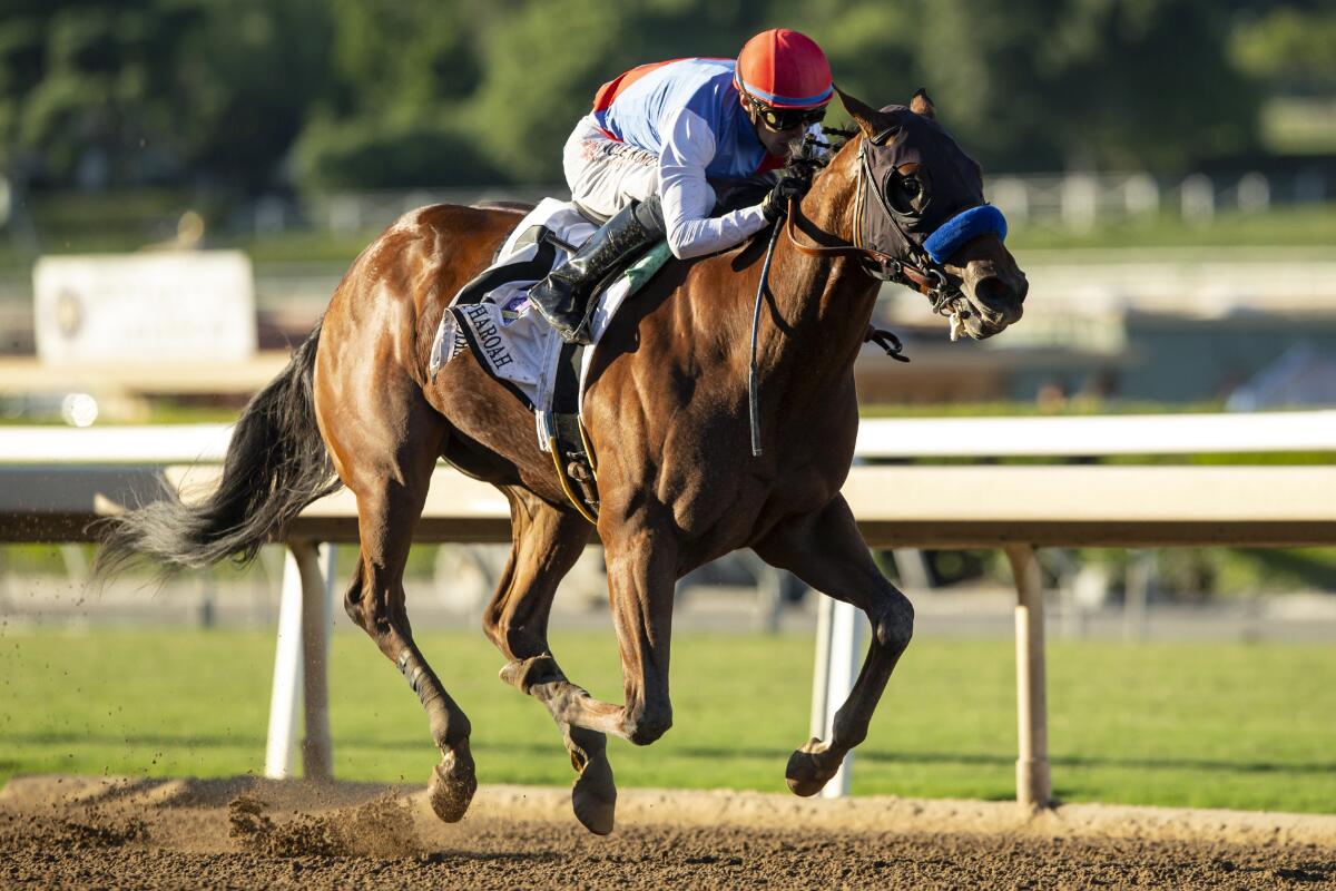 Preakness favorite Muth, shown in October at Santa Anita Park, has been ruled out of the second leg of the Triple Crown
