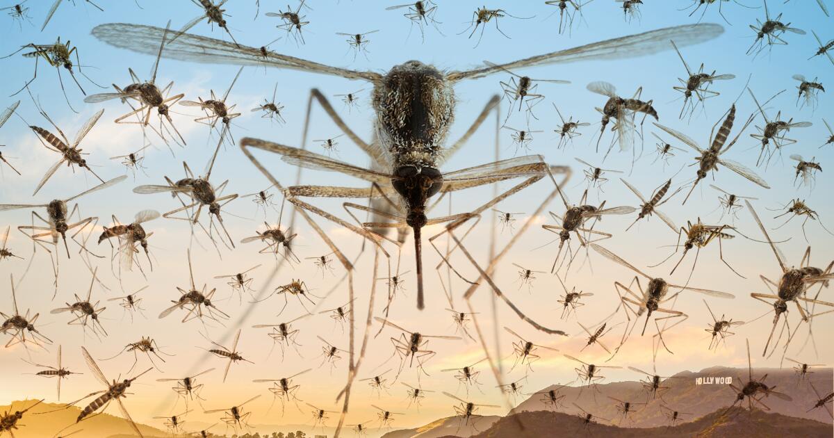 为什么洛杉矶现在有这么多蚊子？